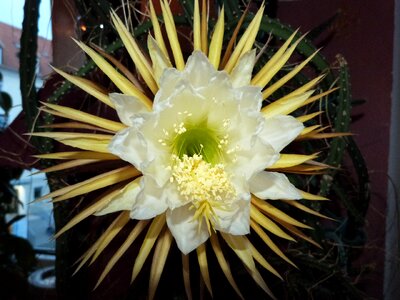Cactus flower close up potted plant photo