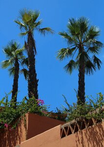 Palm beach tree photo