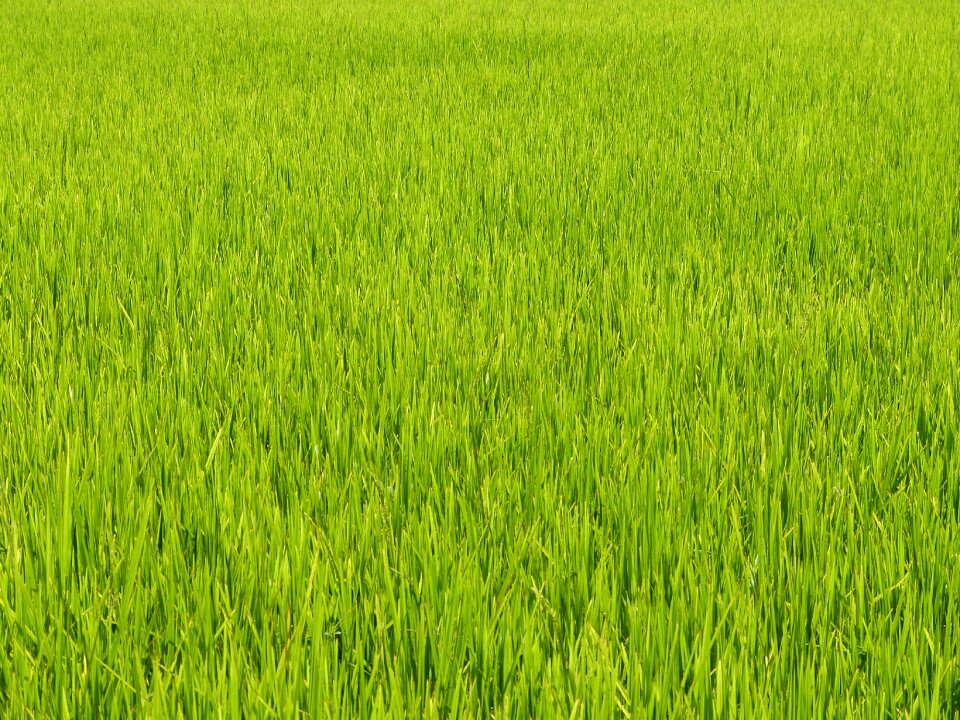 Field green paddy photo