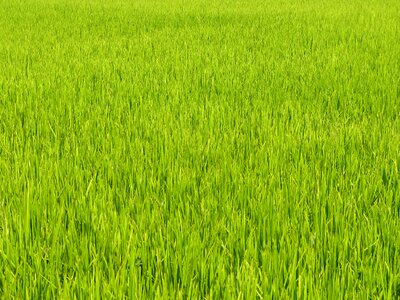 Field green paddy