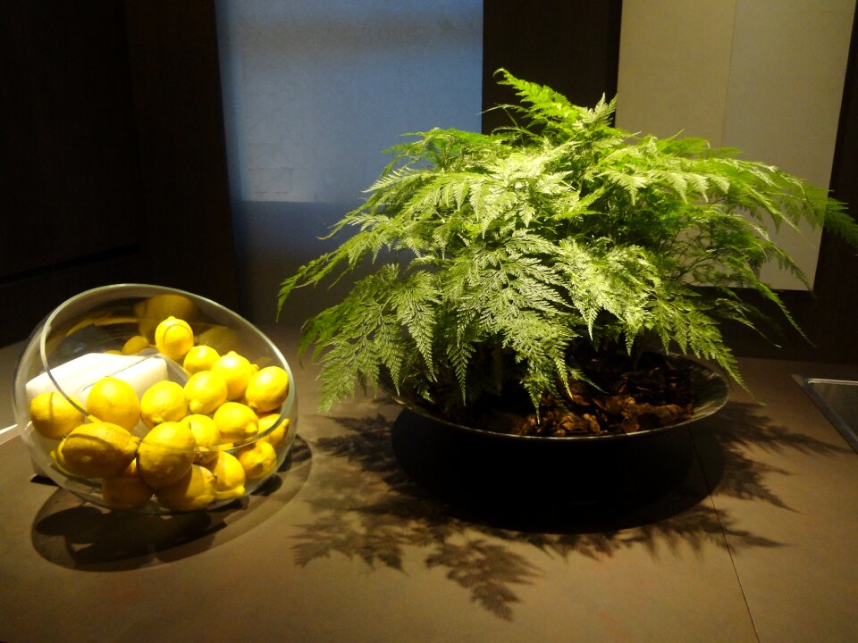 Citrus fruits decoration kitchen