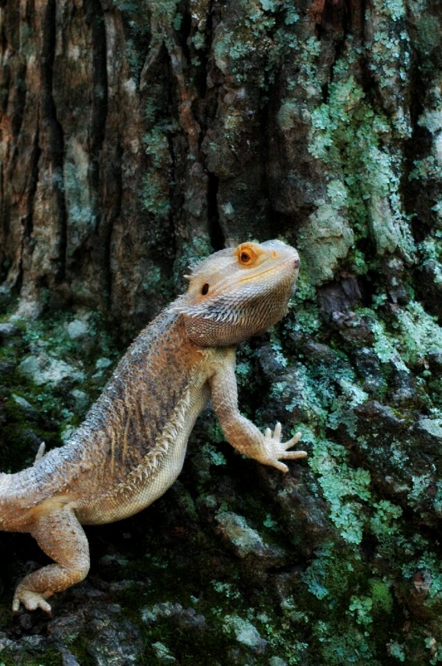 Bearded dragon photo