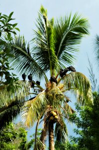 Prey birds photo