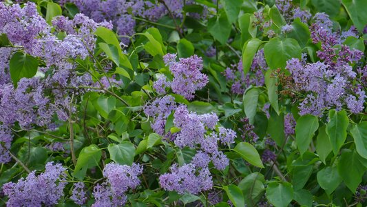 Nature purple garden photo