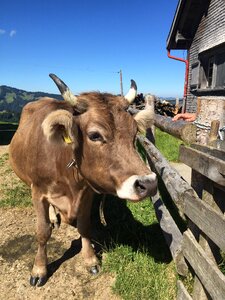 Milk cow cattle beef