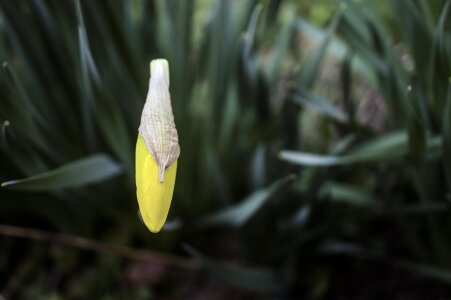 Daffodil plant nature