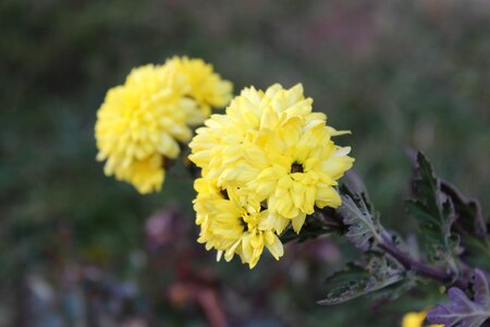 A yellow flower flower nature