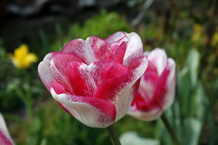 Pink flamed plant photo