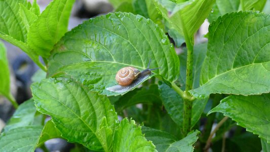 Nature shell green photo