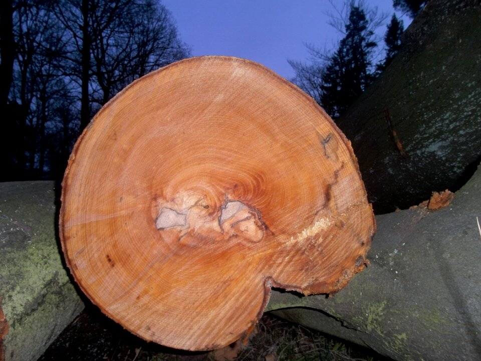 Forest like annual rings