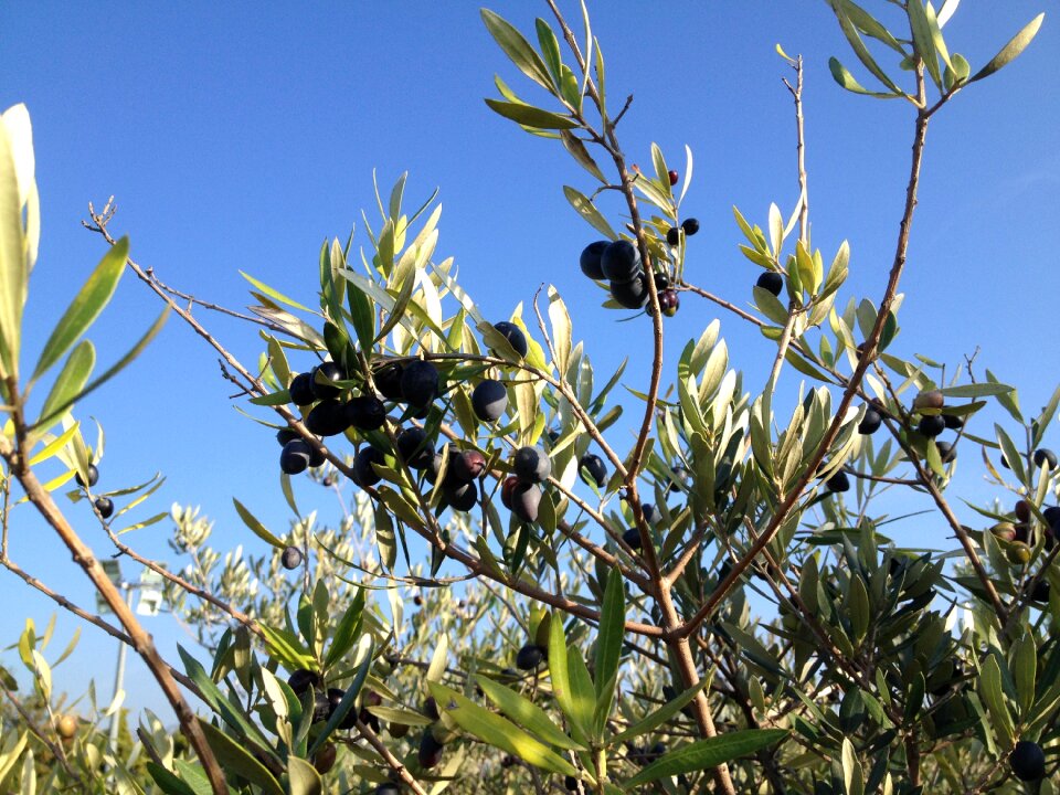 Olive branch black provence