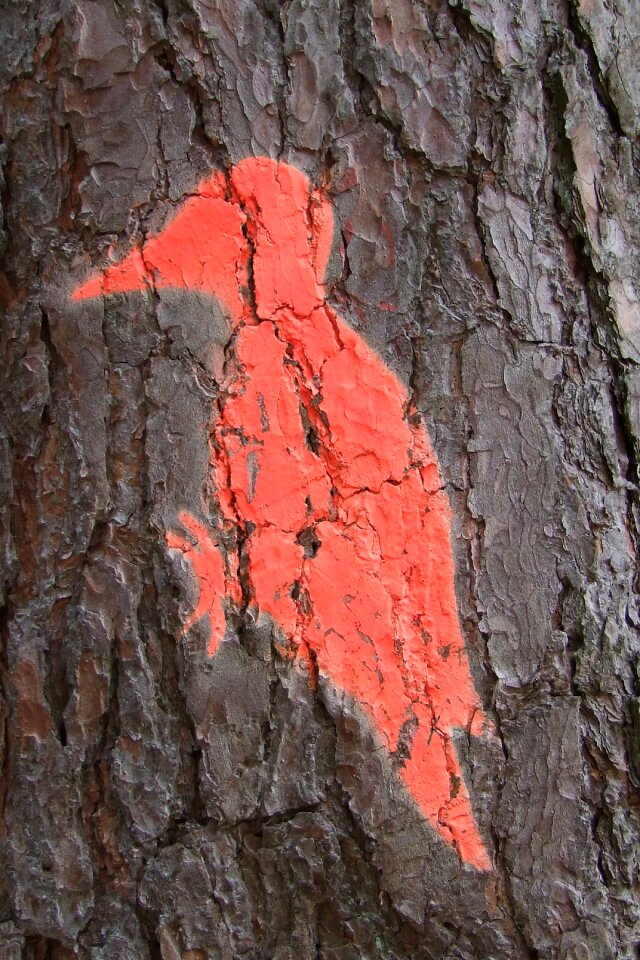 Bird mark forestry