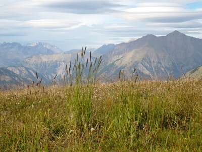 Crazy herbs southern alps barcelonette