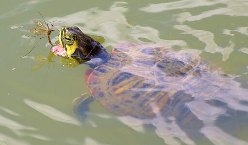 Turtle eats perhaps