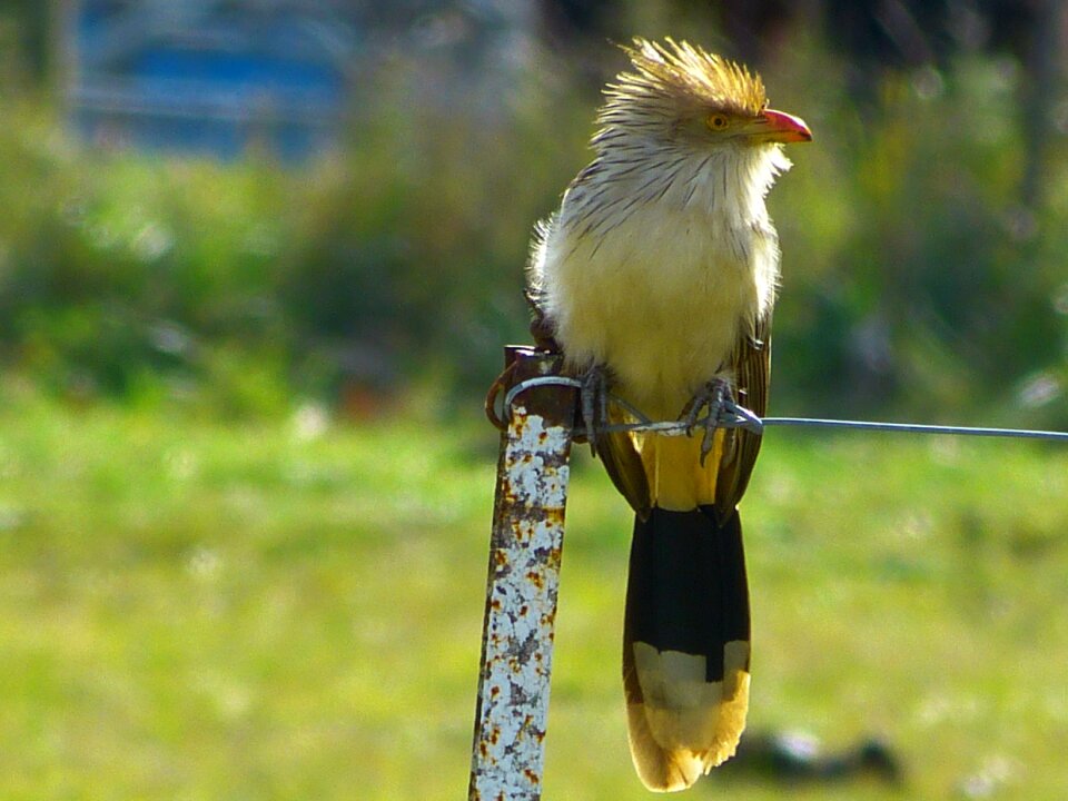 Feathers animals fauna