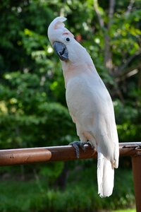 Bird paradise
