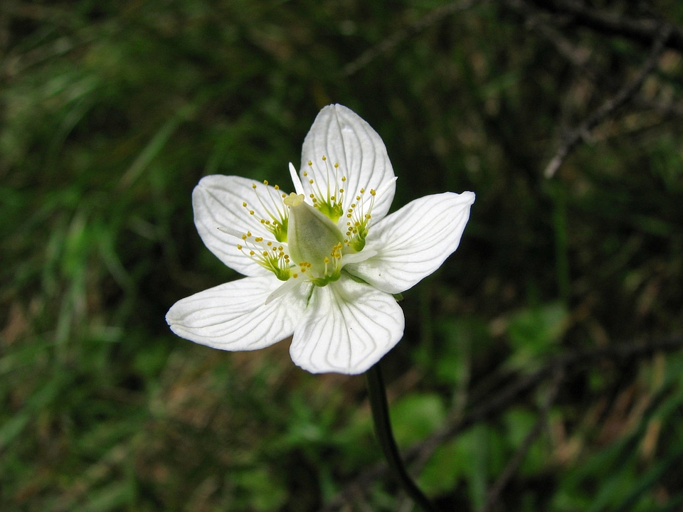 Bloom white alpine flower