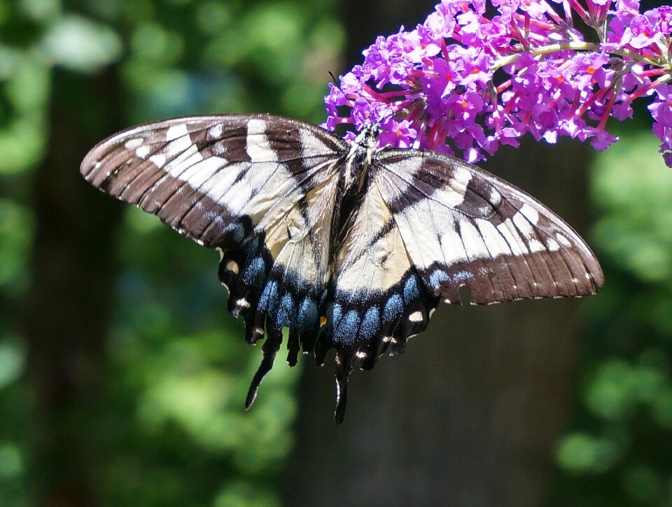 Insect animal flower photo