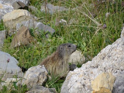 Alps of high provence wildlife annimaux