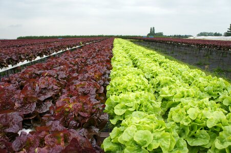 Vegetables food agriculture photo