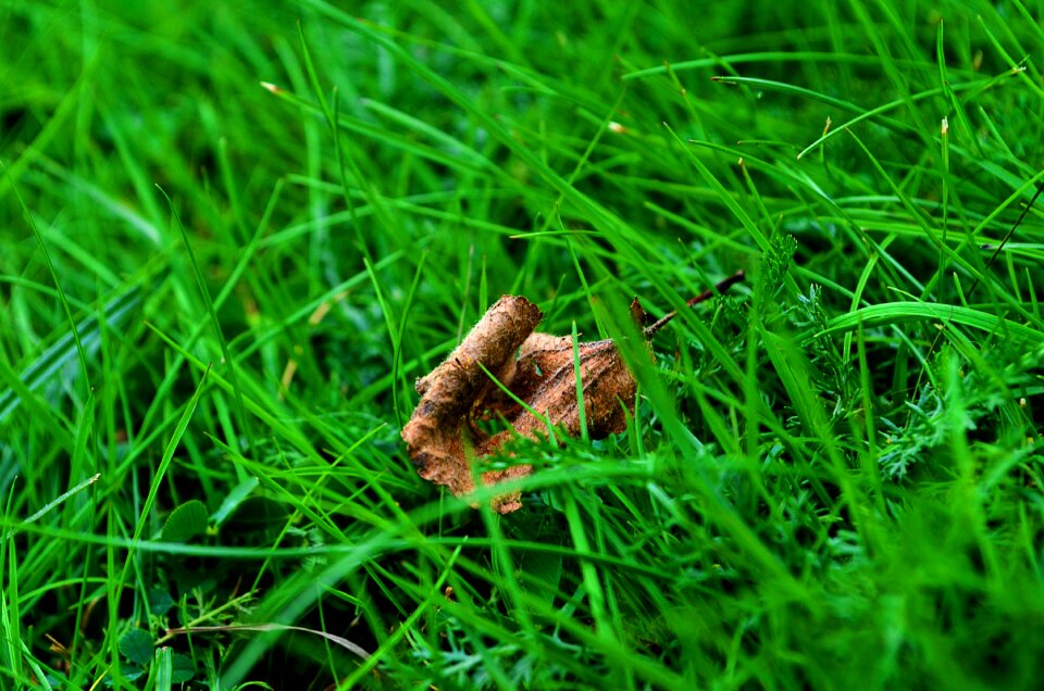 Grass sheet macro