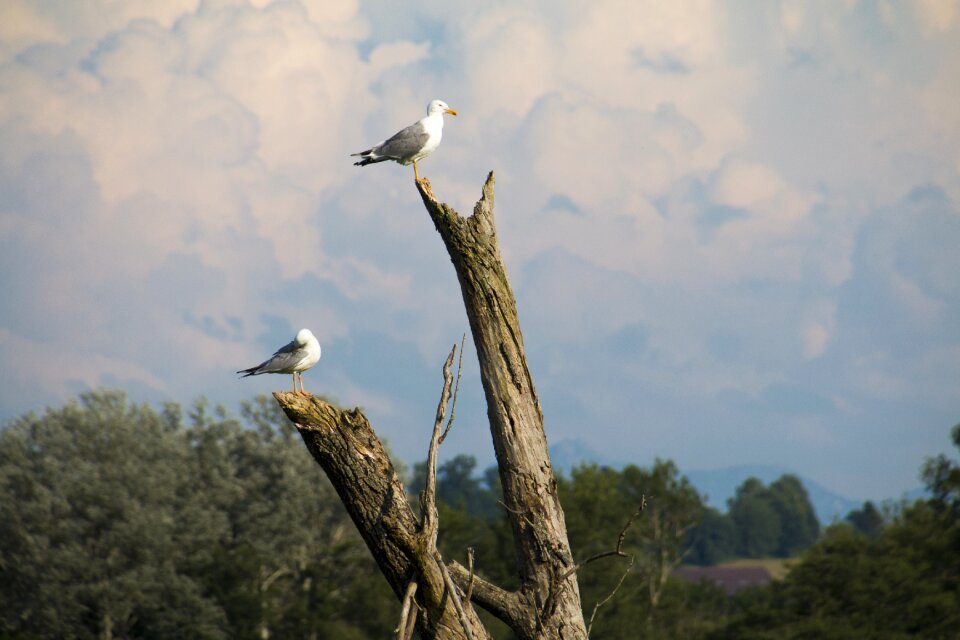 Birds tribe nature