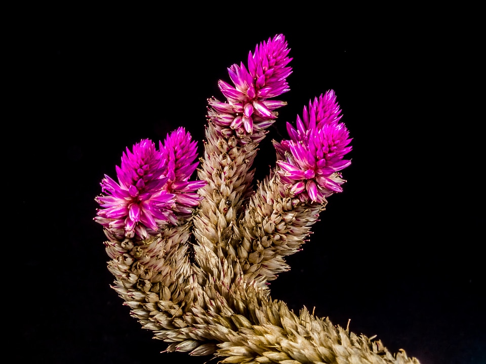 Flower wild flower close up