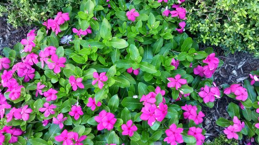 Nature landscape flowers