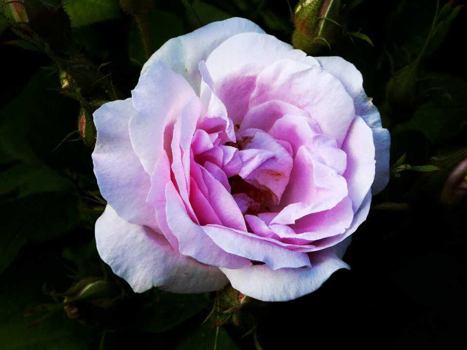 White pink macro blossom photo