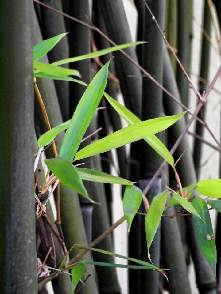 Wellness leaves wood