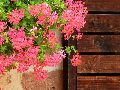 Nature plant pink