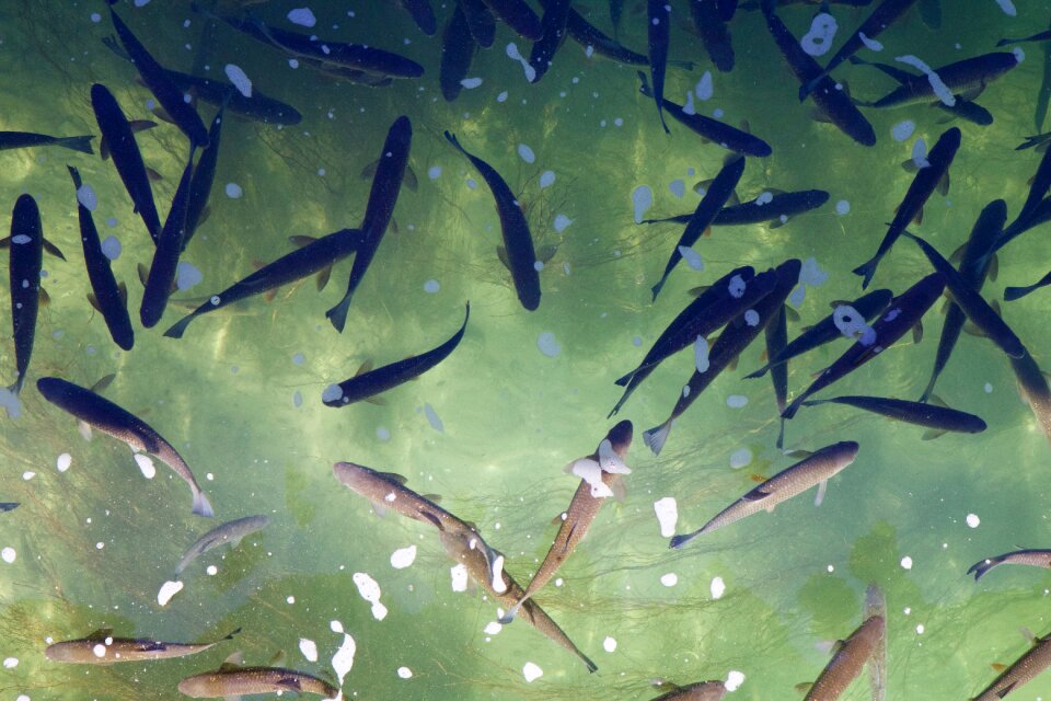 Group fish swarm alet photo