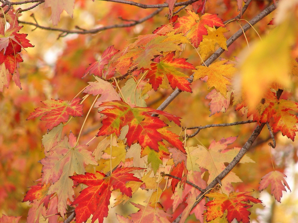 Leaves maple vibrant photo