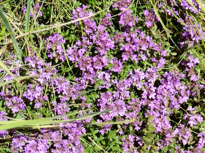 Nature beach plant