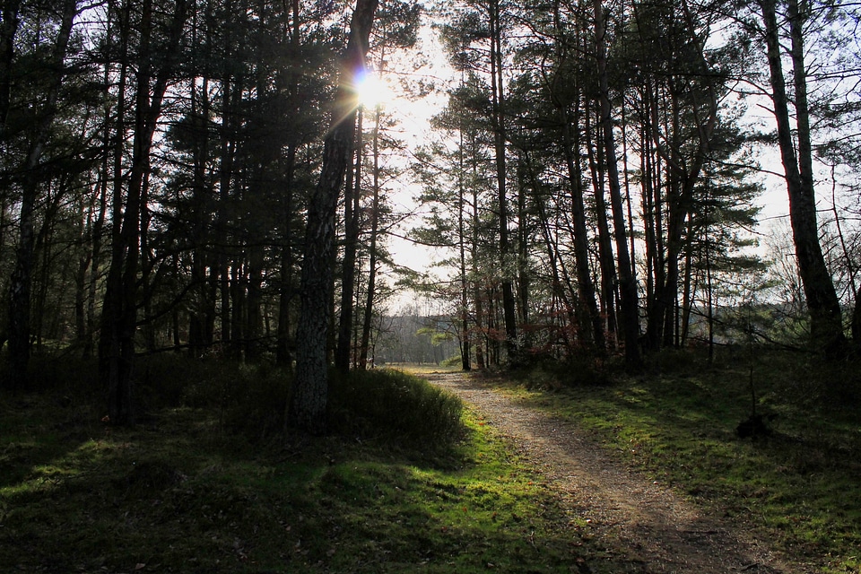 Backlighting away sunbeam
