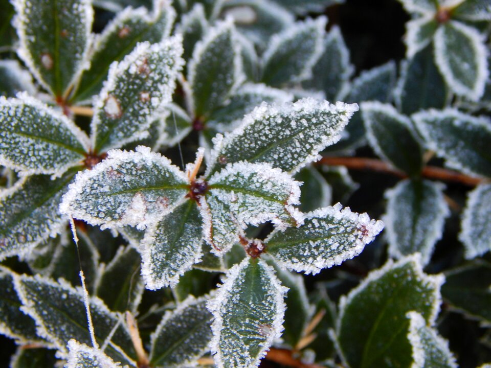 Frost on leaves frost