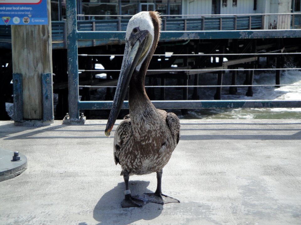 Pelican beach life water
