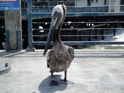 Pelican beach life water