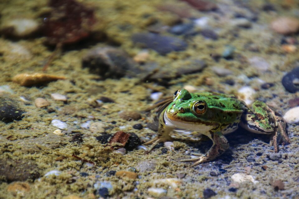 Nature water aquatic animal