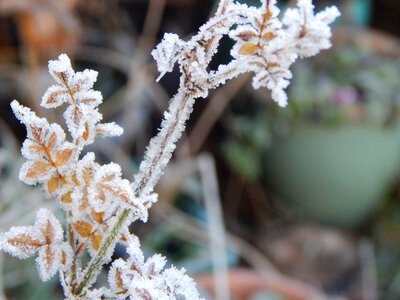 Frost plant photo
