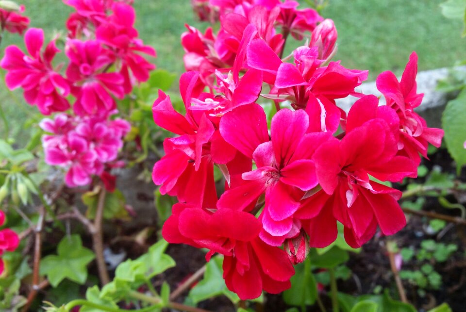Nature plants garden