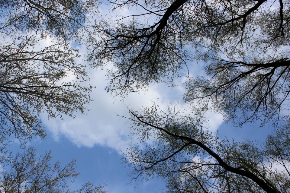 Tree sky branch photo