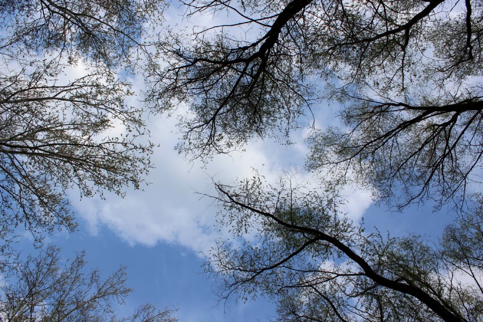 Tree sky branch