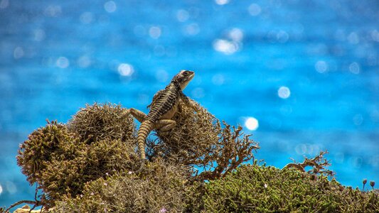 Reptile fauna animal