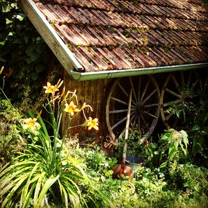 Nature summer country life