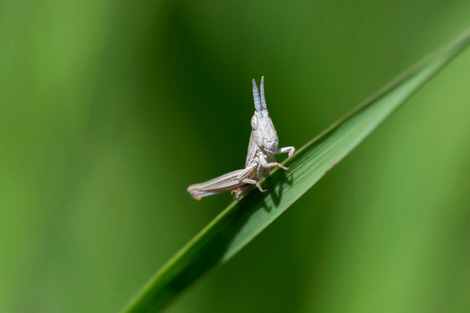 Insect green nature