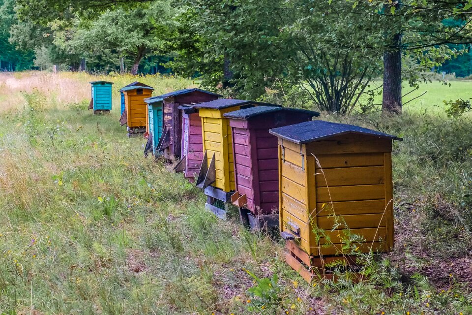 Apiary bees beekeeping