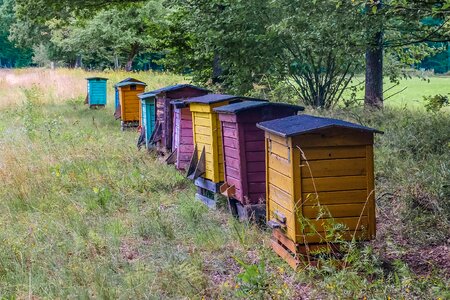 Apiary bees beekeeping