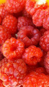 Fruit red nature