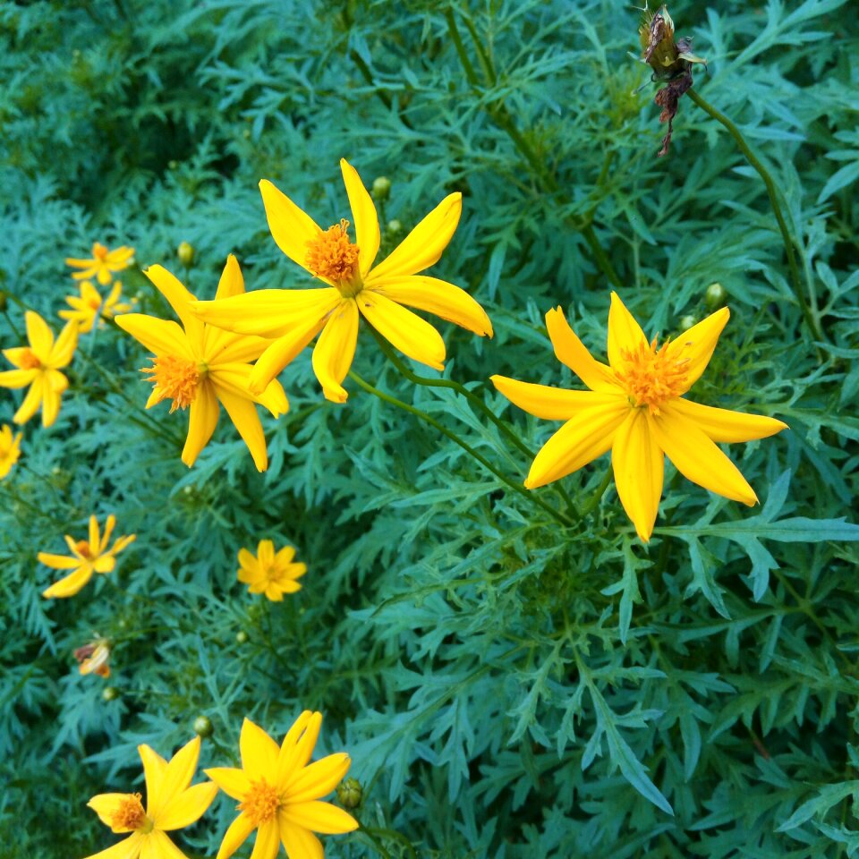 Green yellow nature